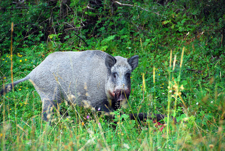 Cinghiale - Andalusia